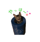 ちゃちゃまる、くろまる、コロ（個別スタンプ：3）