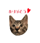 ちゃちゃまる、くろまる、コロ（個別スタンプ：7）