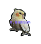 Birds and dog（個別スタンプ：2）