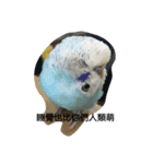 Birds and dog（個別スタンプ：5）