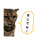 konoha is wormwood cat！（個別スタンプ：2）
