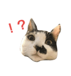 konoha is wormwood cat！（個別スタンプ：3）