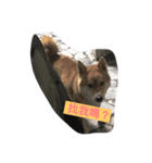My Doggy Ban Ban（個別スタンプ：1）