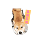 My Doggy Ban Ban（個別スタンプ：2）