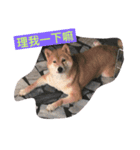 My Doggy Ban Ban（個別スタンプ：3）