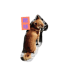 My Doggy Ban Ban（個別スタンプ：4）