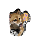 My Doggy Ban Ban（個別スタンプ：6）