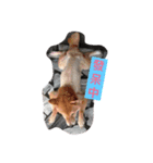 My Doggy Ban Ban（個別スタンプ：8）