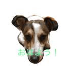 うちのアニマル（個別スタンプ：2）