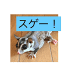 うちのアニマル（個別スタンプ：14）