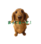 レオンから（個別スタンプ：2）