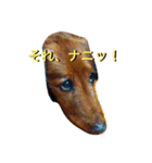 レオンから（個別スタンプ：4）