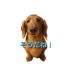 レオンから（個別スタンプ：6）