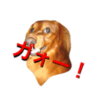 レオンから（個別スタンプ：8）