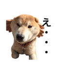 柴犬 ふじまる2（個別スタンプ：1）