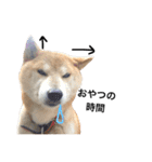 柴犬 ふじまる2（個別スタンプ：2）