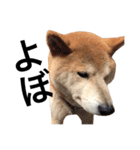 柴犬 ふじまる2（個別スタンプ：4）
