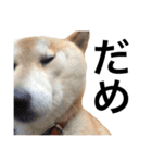 柴犬 ふじまる2（個別スタンプ：6）