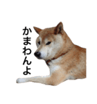 柴犬 ふじまる2（個別スタンプ：7）