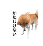 柴犬 ふじまる2（個別スタンプ：8）