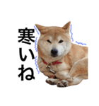 柴犬 ふじまる2（個別スタンプ：9）