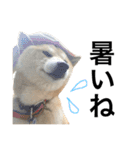 柴犬 ふじまる2（個別スタンプ：10）