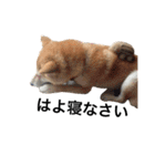 柴犬 ふじまる2（個別スタンプ：11）