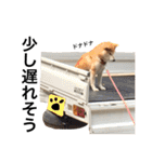 柴犬 ふじまる2（個別スタンプ：12）