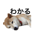 柴犬 ふじまる2（個別スタンプ：13）