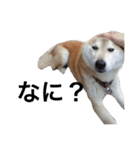 柴犬 ふじまる2（個別スタンプ：14）