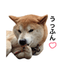 柴犬 ふじまる2（個別スタンプ：15）