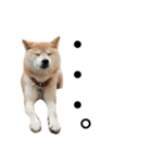 柴犬 ふじまる2（個別スタンプ：16）
