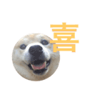 柴犬 ふじまる2（個別スタンプ：17）