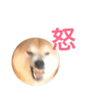 柴犬 ふじまる2（個別スタンプ：18）