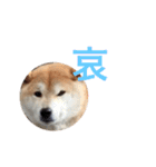 柴犬 ふじまる2（個別スタンプ：19）