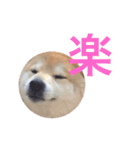 柴犬 ふじまる2（個別スタンプ：20）