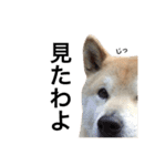柴犬 ふじまる2（個別スタンプ：21）