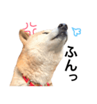 柴犬 ふじまる2（個別スタンプ：22）