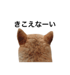 柴犬 ふじまる2（個別スタンプ：23）