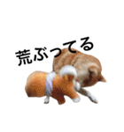 柴犬 ふじまる2（個別スタンプ：24）