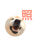 柴犬 ふじまる2（個別スタンプ：25）