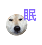 柴犬 ふじまる2（個別スタンプ：26）