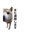 柴犬 ふじまる2（個別スタンプ：27）