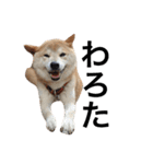柴犬 ふじまる2（個別スタンプ：28）