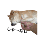 柴犬 ふじまる2（個別スタンプ：29）