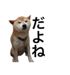 柴犬 ふじまる2（個別スタンプ：30）