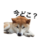 柴犬 ふじまる2（個別スタンプ：31）