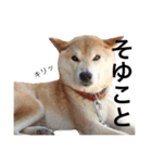 柴犬 ふじまる2（個別スタンプ：33）