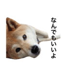 柴犬 ふじまる2（個別スタンプ：34）