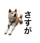 柴犬 ふじまる2（個別スタンプ：35）